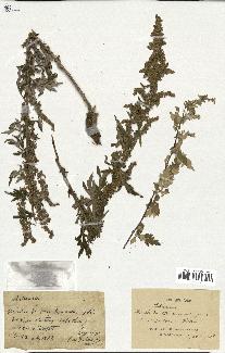 spécimen de Artemisia sp.