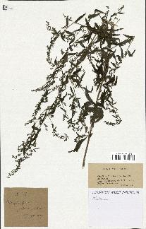 spécimen de Artemisia sp.