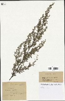 spécimen de Artemisia sp.