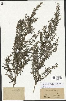 spécimen de Artemisia sp.