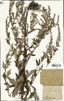 spécimen de Artemisia vulgaris