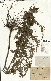 spécimen de Artemisia vulgaris