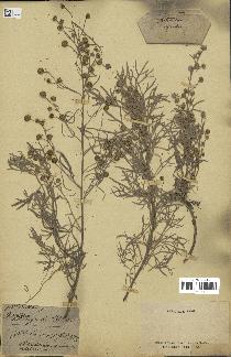 spécimen de Artemisia argentea