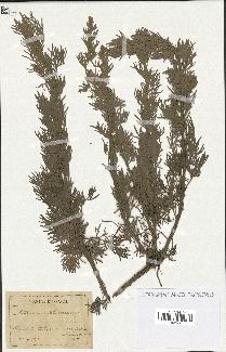 spécimen de Artemisia arborescens