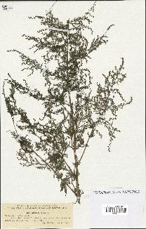 spécimen de Artemisia annua