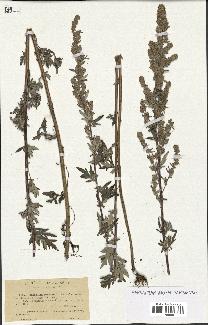 spécimen de Artemisia vulgaris