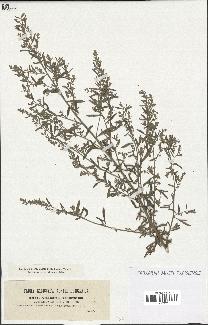 spécimen de Artemisia absinthium