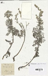 spécimen de Artemisia maritima