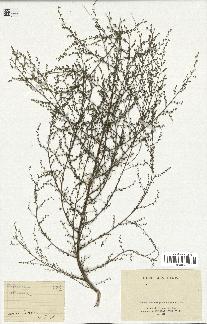 spécimen de Artemisia annua