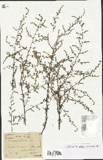 spécimen de Artemisia glutinosa