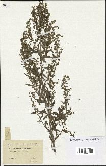 spécimen de Artemisia absinthium