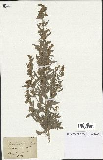 spécimen de Artemisia absinthium