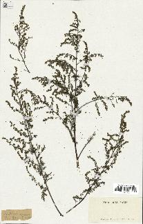 spécimen de Artemisia annua