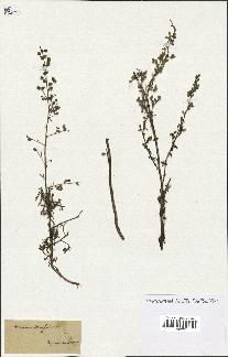 spécimen de Artemisia crithmifolia