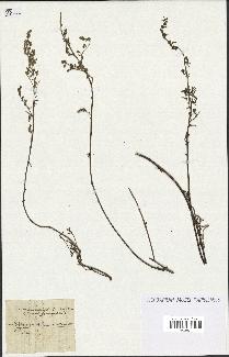 spécimen de Artemisia crithmifolia