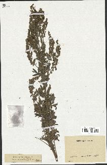 spécimen de Artemisia absinthium