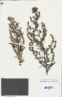 spécimen de Artemisia vulgaris