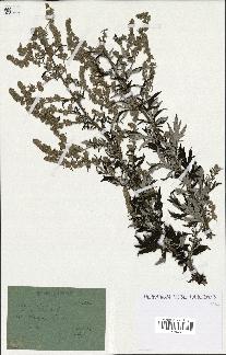 spécimen de Artemisia vulgaris