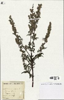 spécimen de Artemisia vulgaris