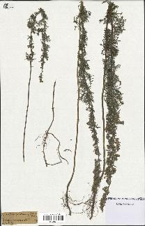 spécimen de Artemisia pontica