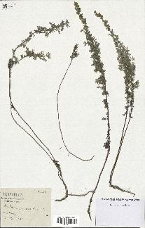 spécimen de Artemisia pontica