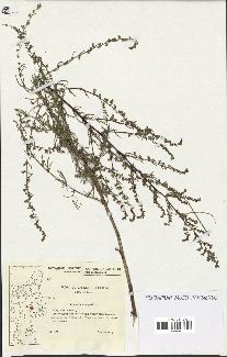 spécimen de Artemisia campestris