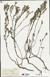 spécimen de Artemisia maritima