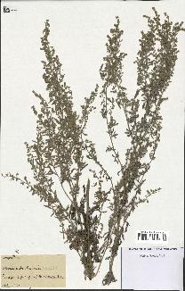 spécimen de Artemisia absinthium