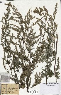 spécimen de Artemisia vulgaris