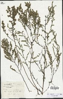 spécimen de Artemisia santonicum