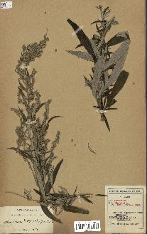 spécimen de Artemisia vulgaris