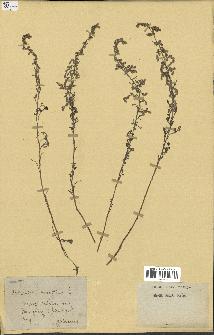spécimen de Artemisia maritima