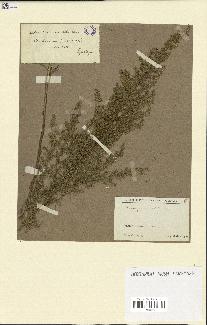 spécimen de Artemisia variabilis