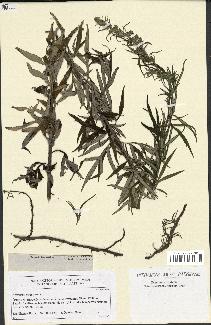 spécimen de Artemisia verlotiorum