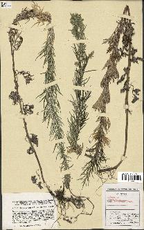 spécimen de Artemisia vulgaris