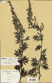 spécimen de Artemisia sp.