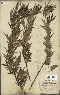 spécimen de Artemisia verlotiorum