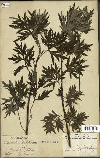 spécimen de Artemisia verlotiorum