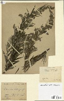 spécimen de Artemisia verlotiorum