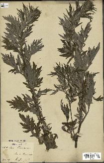 spécimen de Artemisia verlotiorum