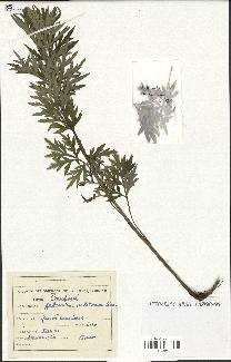 spécimen de Artemisia verlotiorum