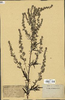 spécimen de Artemisia vulgaris