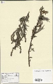 spécimen de Artemisia vulgaris