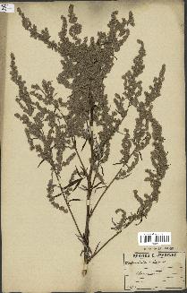 spécimen de Artemisia vulgaris