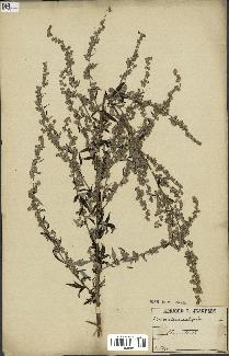 spécimen de Artemisia vulgaris