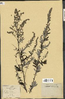 spécimen de Artemisia vulgaris