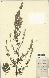 spécimen de Artemisia vulgaris