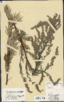 spécimen de Artemisia vulgaris