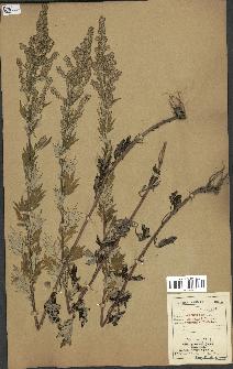 spécimen de Artemisia vulgaris