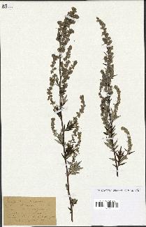 spécimen de Artemisia vulgaris